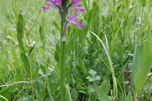 orchis_tridentata