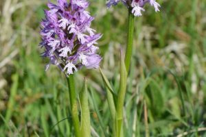 180510-Orchis tridentata-Pflanze