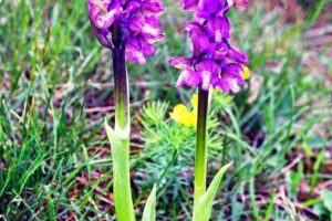 Anacamptis morio