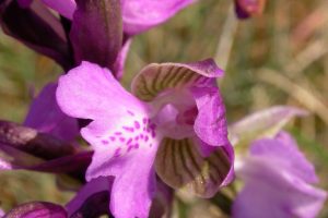Orchis morio