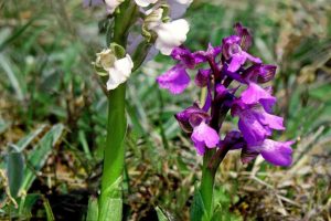Anacamptis morio 3