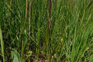 Anacamptis palustris 1