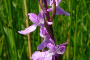 Anacamptis palustris 2