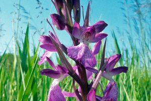 Anacamptis palustris 3