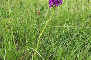 Anacamptis pyramidalis