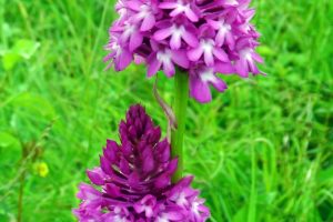 Anacamptis pyramidalis 2