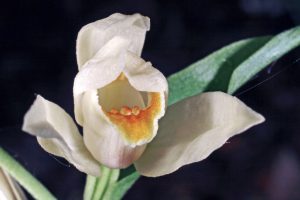 Cephalanthera damasonium – die Blüten öffnen sich selten so weit