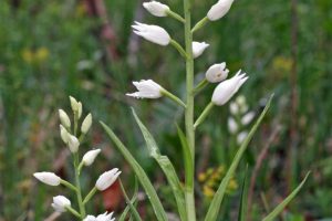 Cephalanthera longifolia