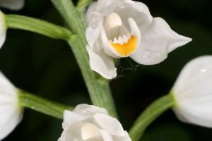 Cephalanthera longifolia