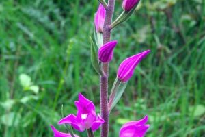 Cephalanthera rubra 3