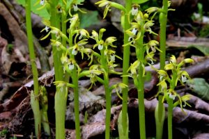 Corallorhiza trifida 1