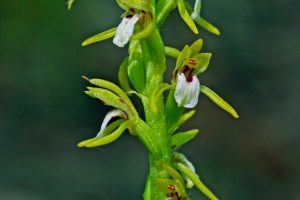 Corallorhiza trifida 2