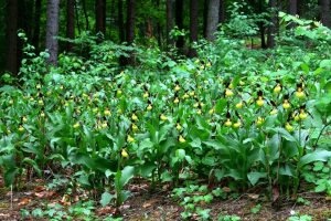 Cypripedium calceolus 1