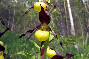 Cypripedium calceolus 2