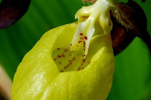 Cypripedium calceolus 3