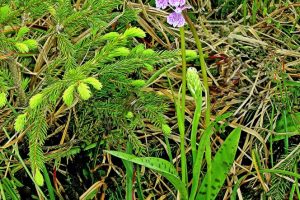 Dactylorhiza fuchsii 1