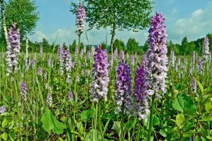 Dactylorhiza fuchsii 2