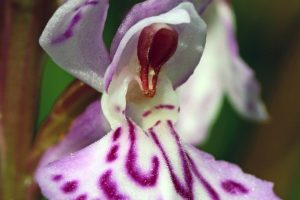 Dactylorhiza fuchsii 3