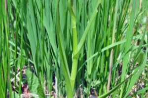 Dactylorhiza incarnate