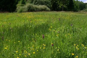Sumpfwiese mit Dactylorhiza incarnata in Südthüringen