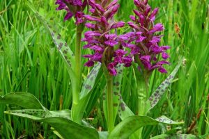 Dactylorhiza majalis 1