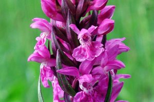 Dactylorhiza majalis