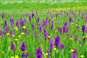 Dactylorhiza majalis 3