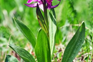 Dactylorhiza sambucina 2