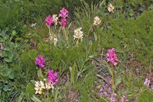 Dactylorhiza sambucina 3