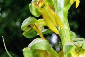 Dactylorhiza viridis 4