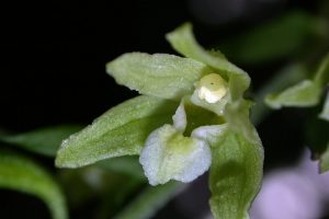 Ep.greuetri-Blüte_bearbeitet-1