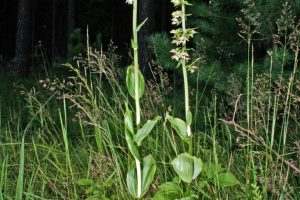 Epipactis distans 1