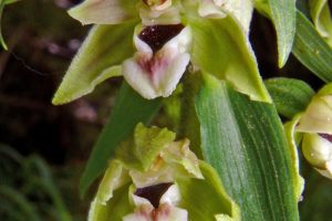 Epipactis distans 2