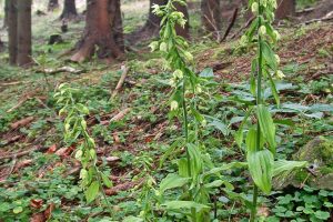 Epipactis greuteri 1