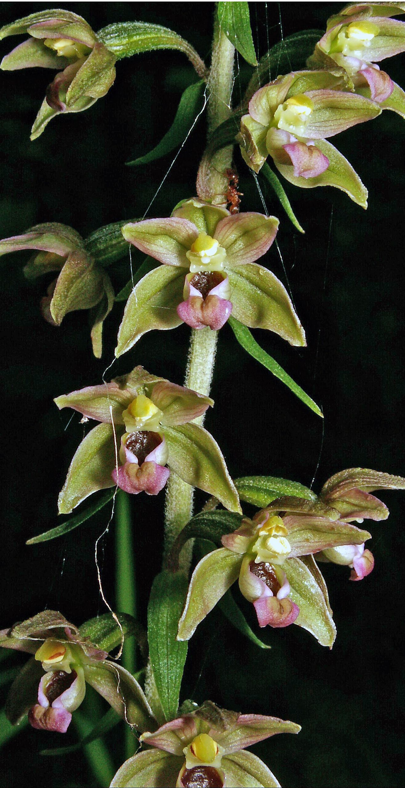 Epipactis helleborine, Blüten