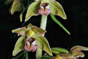 Epipactis hellborine