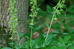 Epipactis leptochila 1