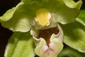 Epipactis leptochila