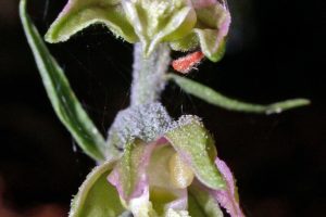Einzelblüten