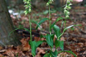 Epipactis muelleri 1