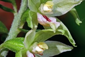 Epipactis muelleri 2