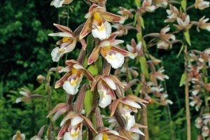 Epipactis palustris, Blütenstand