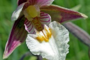 Epipactis palustris