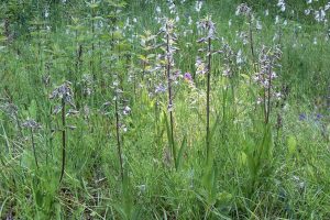 Epipactis palustris