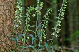 Epipactis purpurata