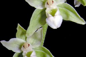 Epipactis purpurata