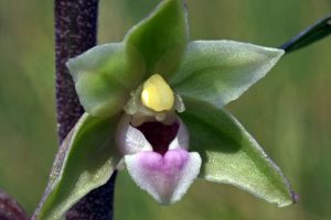 Epipactis purpurata