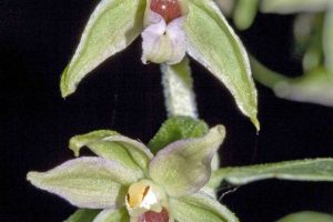 Epipactis neglecta – Einzelblüten