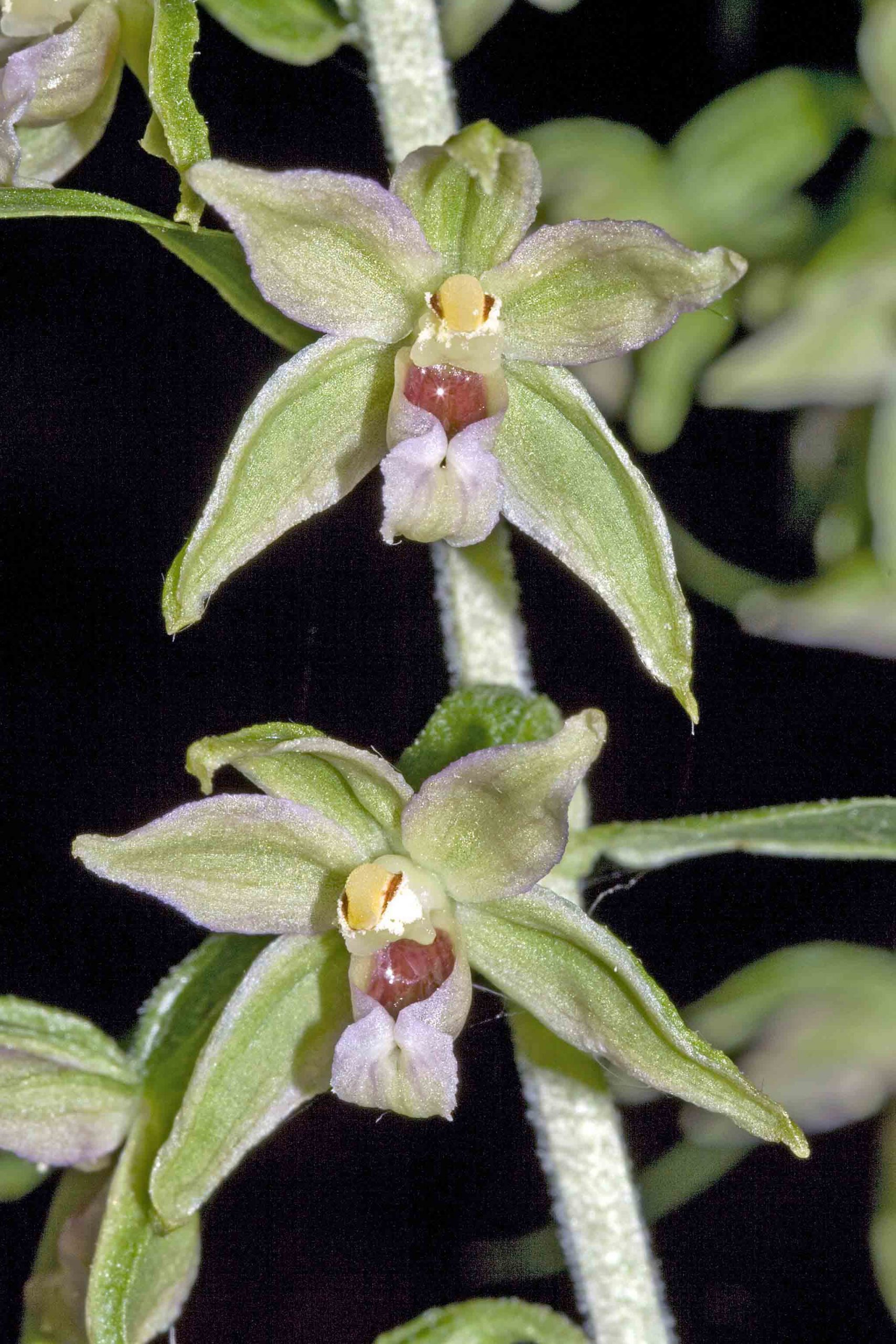 Epipactis neglecta – Einzelblüten