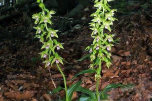 Epipactis neglecta